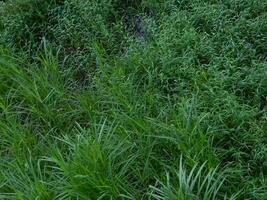 Naturel vert Contexte de les plantes cette grandir dans tropical lieux. adapté pour modèles, affiches, panneaux d'affichage ou bannières photo