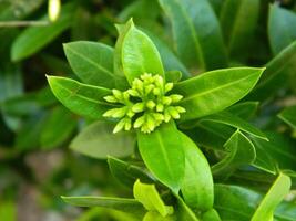 fermer photo de une sauvage vert plante cette a magnifique fleurs. les plantes cette grandir sauvage dans tropical la nature