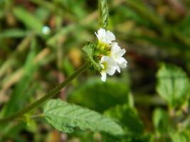 fermer photo de une sauvage vert plante cette a magnifique fleurs. les plantes cette grandir sauvage dans tropical la nature