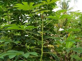 le tiges, tiges et feuilles de manioc avec le Latin Nom manihot esculenta grandir dans tropical zones photo