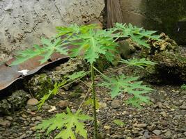 original photo de le feuilles de le Papaye plante lequel a le Latin Nom carica Papaye l lequel grandit dans tropical zones