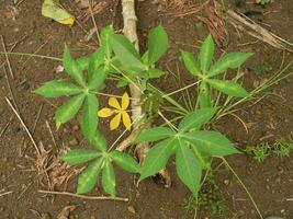 le tiges, tiges et feuilles de manioc avec le Latin Nom manihot esculenta grandir dans tropical zones photo