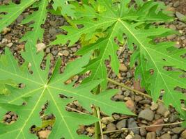 original photo de le feuilles de le Papaye plante lequel a le Latin Nom carica Papaye l lequel grandit dans tropical zones