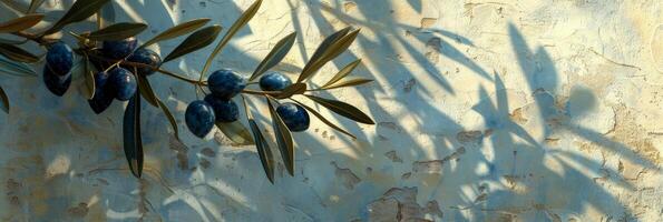 olive branche avec Olives photo