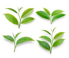 feuille de thé vert sur fond blanc photo