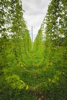 vue sur le champ de houblon vert avec des plantes liées. photo