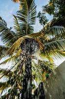 douche d'eau de pluie à l'extérieur placée sous un palmier exotique.