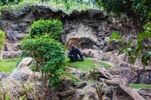 Silver back gorilla à la recherche d'alerte et menaçant sur un fond naturel photo