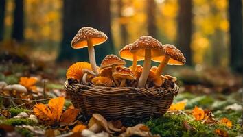 magnifique l'automne champignons dans une panier dans le l'automne forêt fermer- photo