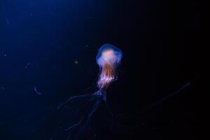 magnifique coloré méduse dans aquarium photo