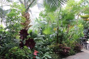 luxuriant vert tropical les plantes croissance dans une jardin photo