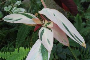 luxuriant vert tropical les plantes croissance dans une jardin photo