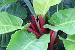 luxuriant vert tropical les plantes croissance dans une jardin photo