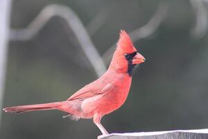 brillant rouge Masculin cardinal en dehors dans la nature photo