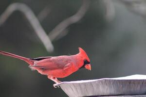 brillant rouge Masculin cardinal en dehors dans la nature photo