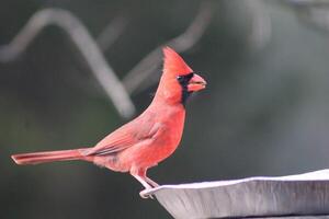 brillant rouge Masculin cardinal en dehors dans la nature photo