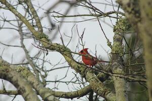brillant rouge Masculin cardinal en dehors dans la nature photo