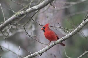 brillant rouge Masculin cardinal en dehors dans la nature photo