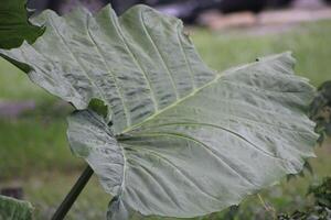 luxuriant vert tropical les plantes croissance dans une jardin photo