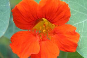 magnifique plusieurs coloré fleurs croissance dans une jardin photo