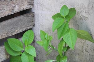 luxuriant vert tropical les plantes croissance dans une jardin photo