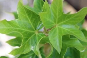 luxuriant vert tropical les plantes croissance dans une jardin photo