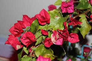 chaud rose saignement cœur plante dans plein Floraison séance sur une patio photo