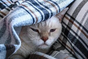 congelé vieux triste blanc Britanique cheveux courts chat en dessous de une gris à carreaux couverture photo