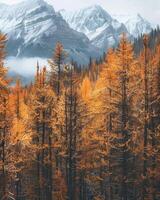 forêt paysage dans l'automne couleurs photo