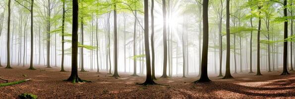 détails de cool forêt photo