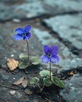 minuscule violet sol fleurs fermer photo