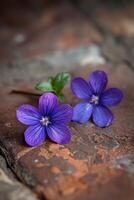 minuscule violet sol fleurs fermer photo