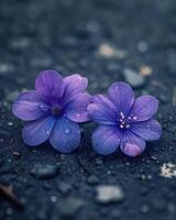 minuscule violet sol fleurs fermer photo