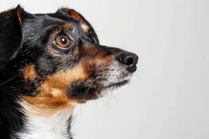 minimaliste chien vue de côté avec fond photo