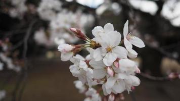 fleurs de cerisier blanches. Arbres sakura en pleine floraison à meguro ward tokyo japon photo