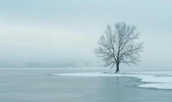 une solitaire arbre permanent sur le congelé rive de une Lac photo
