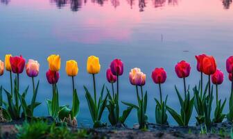 une rangée de vibrant tulipes épanouissement le long de le bord de une printemps Lac photo
