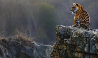 une malais tigre perché sur une rocheux rebord photo