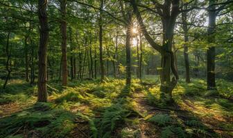 une paisible des bois scène avec lumière du soleil filtration par le des arbres photo