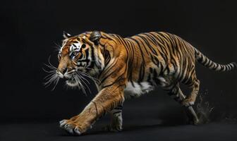 un indochinois tigre capturé dans mouvement contre une studio toile de fond, tigre sur noir Contexte photo