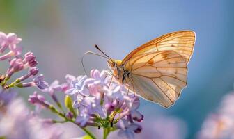 fermer de une papillon repos sur lilas fleurs photo