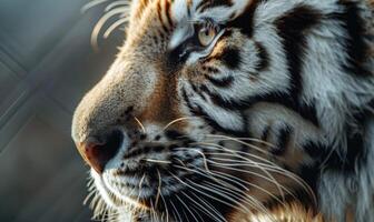 fermer de une blanc du tigre visage photo