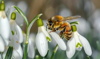 abeille rassemblement nectar de perce-neige fleurs, fermer voir, sélectif concentrer photo