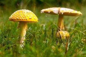 champignon jaune vénéneux dans la nature photo