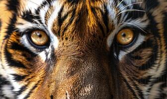 fermer de une sibérien du tigre visage en dessous de studio lumières photo