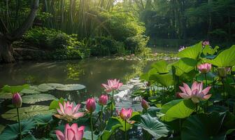 une serein étang entouré par épanouissement rose lotus fleurs et luxuriant vert feuillage photo