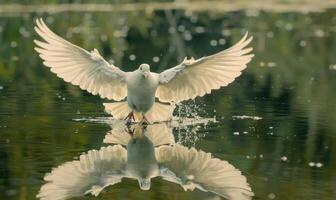 fermer de une blanc Pigeon avec tendu ailes en volant plus de une tranquille Lac photo