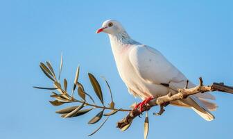 blanc Pigeon perché sur une branche avec un olive branche dans ses le bec contre une serein bleu ciel photo