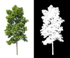 les arbres isolés sur fond blanc conviennent à la fois à l'impression et aux pages Web photo