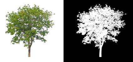 les arbres isolés sur fond blanc conviennent à la fois à l'impression et aux pages Web photo